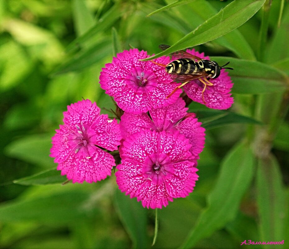 Про турецкую гвоздику... - Андрей Заломленков