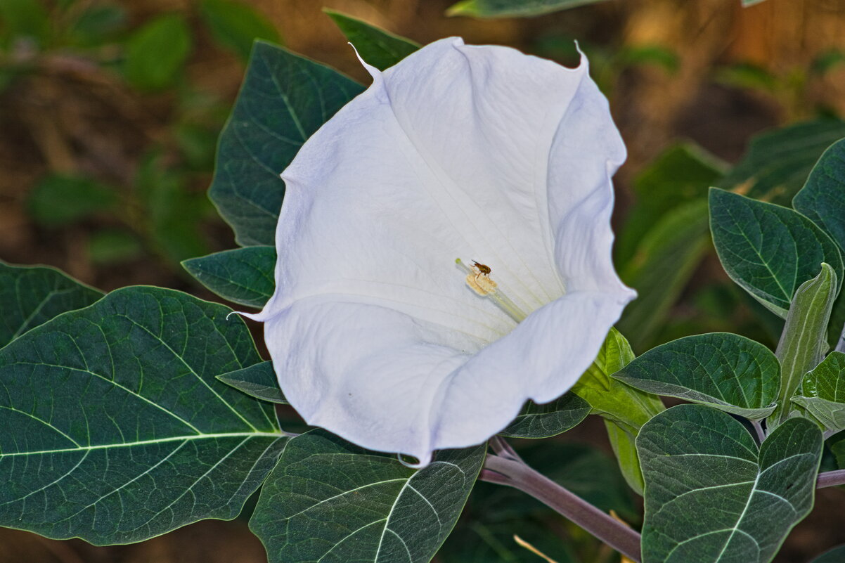 датура медея белый дурман - Giant Tao / датура медея белый дурман - Giant Tao /