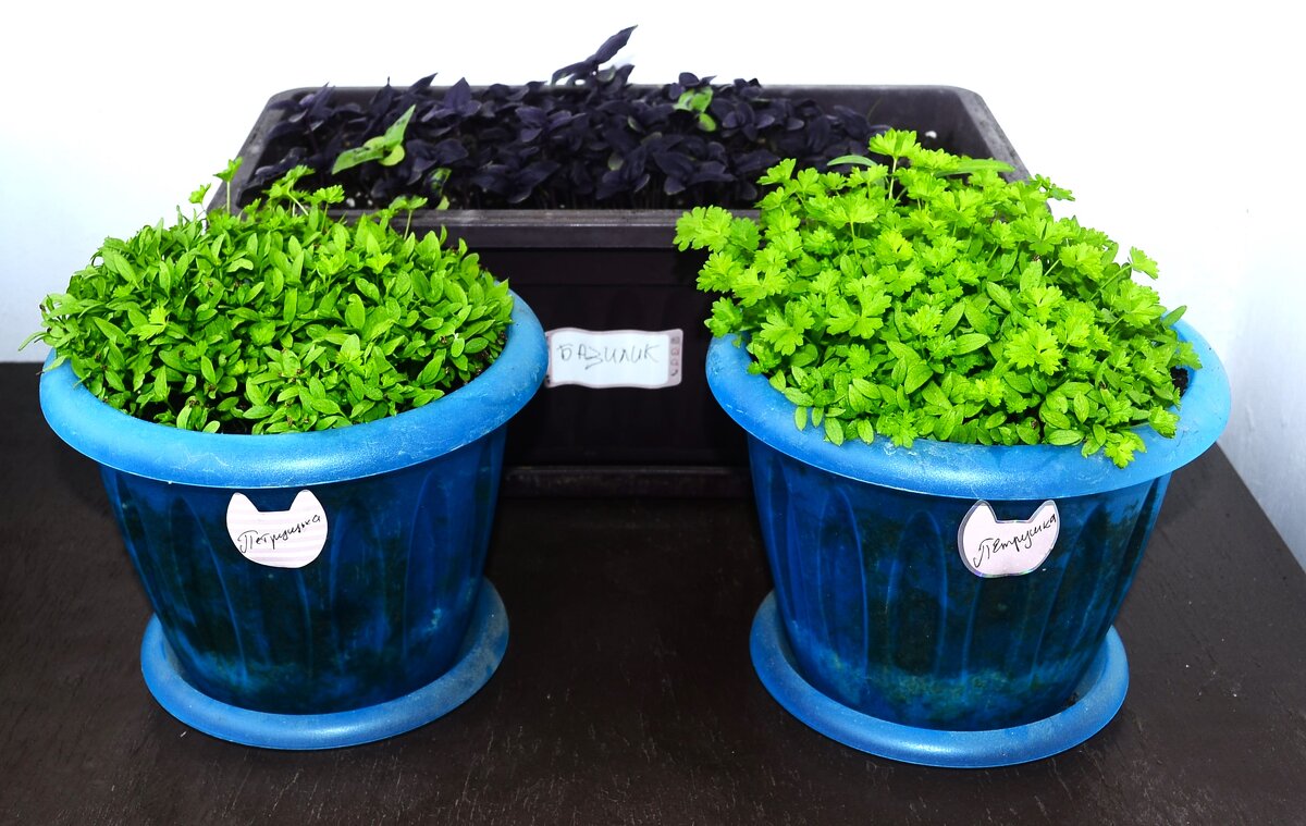 93 - Василий Палий