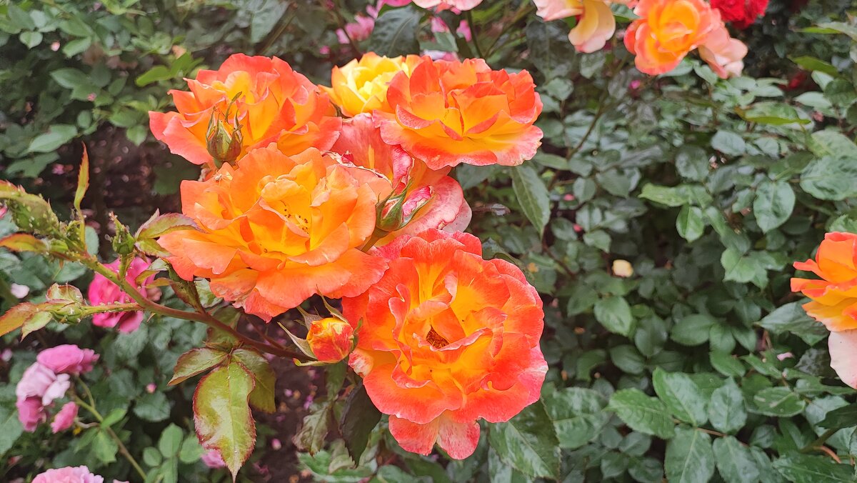 ,,, - Сергей Тимоновский