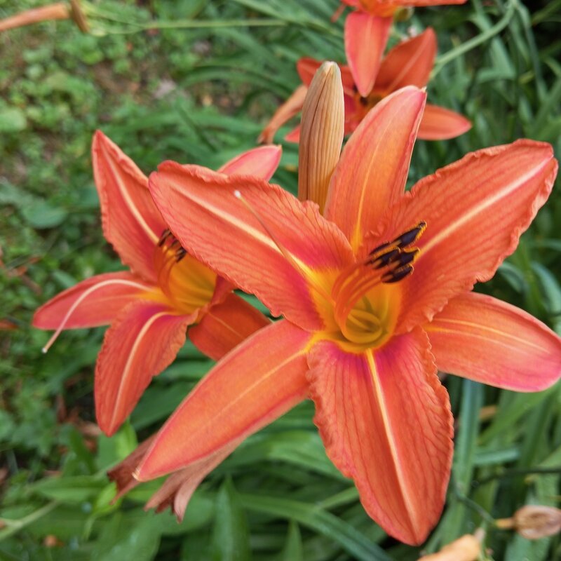 Лилейник - Елена Семигина