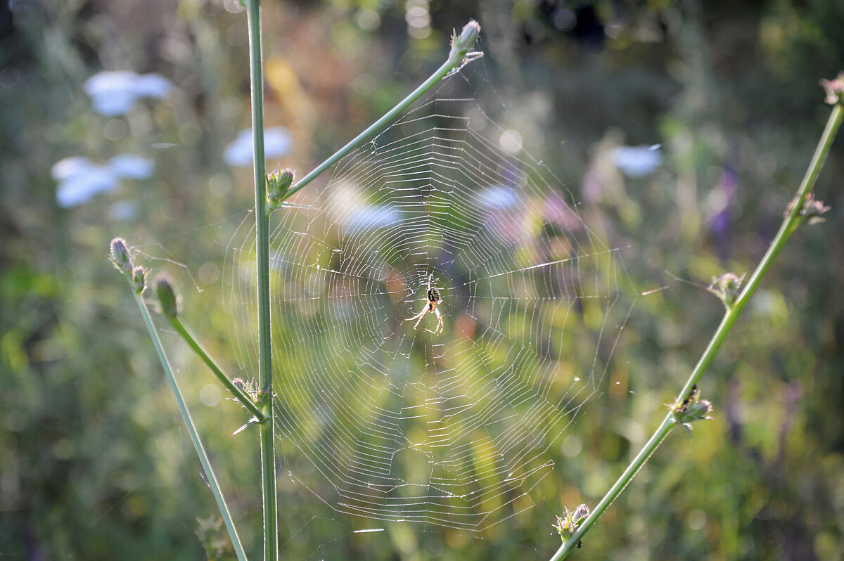 Мозаика солнечного утра... - Надежда Куркина 