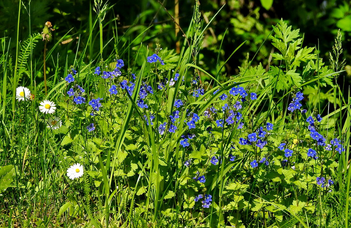 лето - ИННА ПОРОХОВА