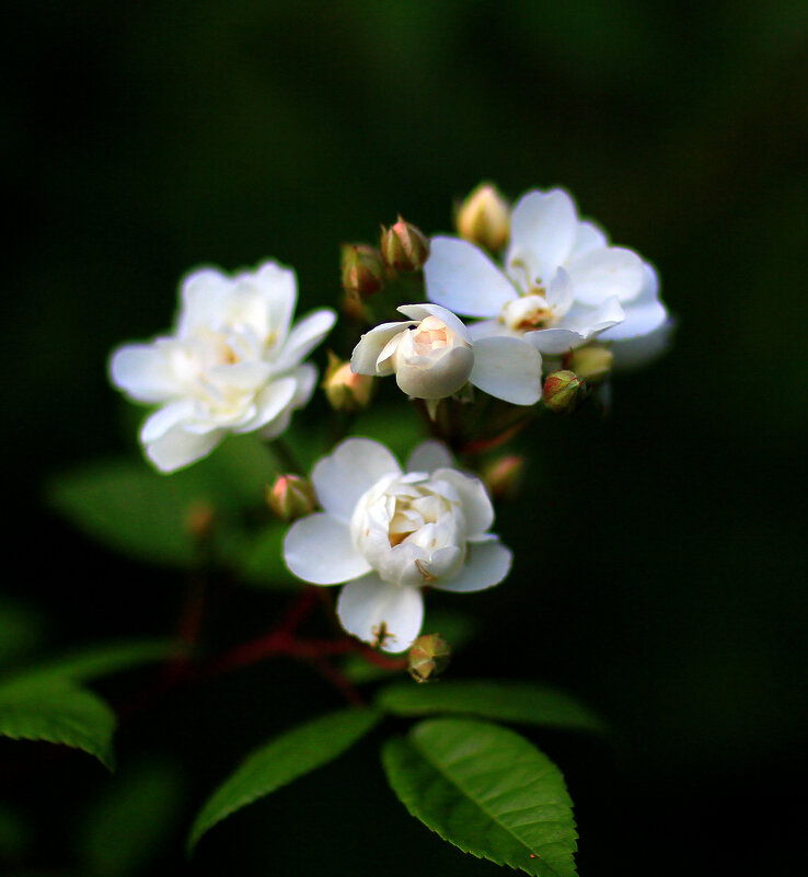 * - Ольга Барташевич