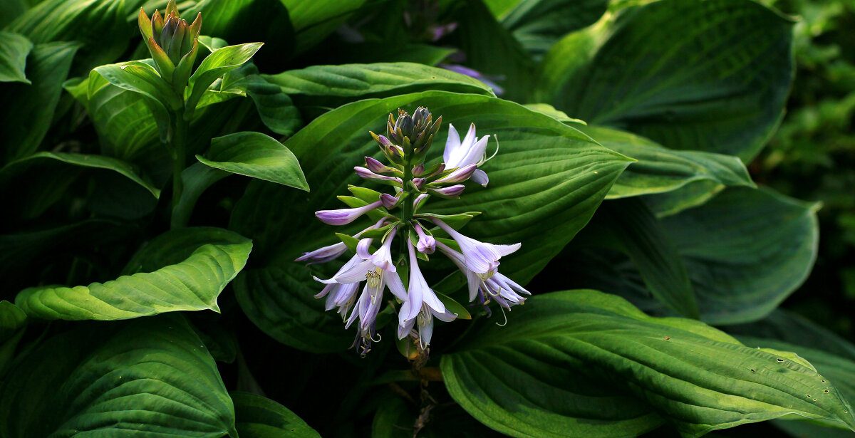 * - Ольга Барташевич