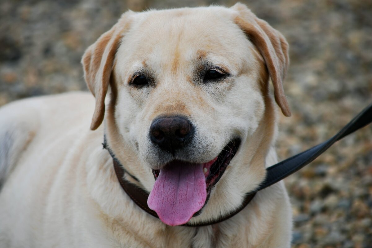 Собака -улыбака)) - Татьяна Евдокимова