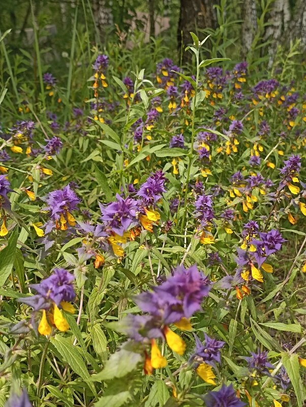 Летнее разноцветье - Pippa 