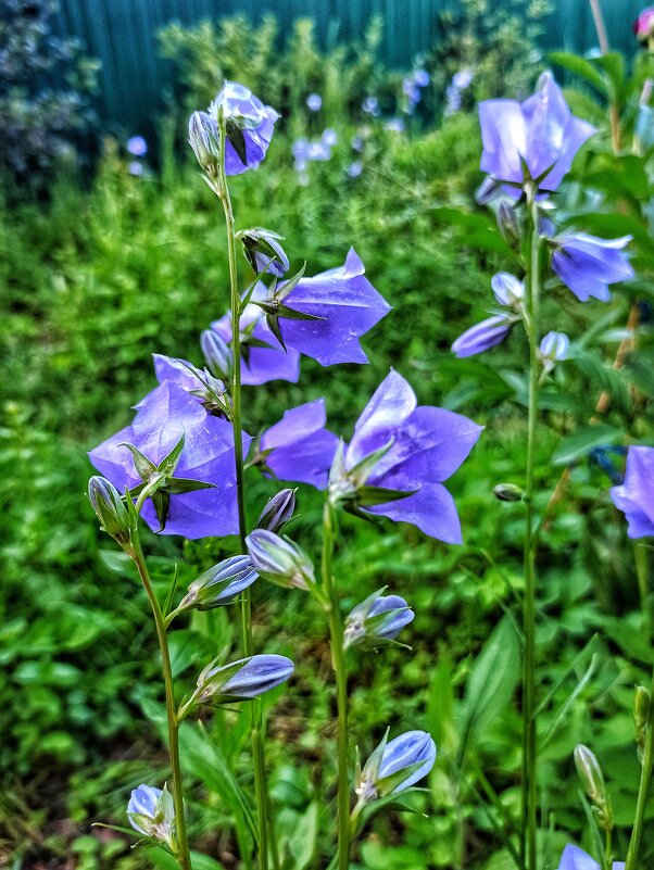 И снова - С ДОБРЫМ УТРОМ! - veilins veilins