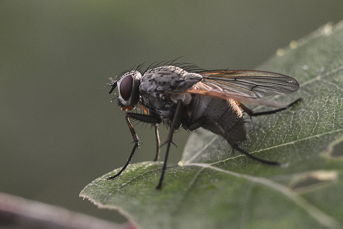 Муха - Геннадий Супрун