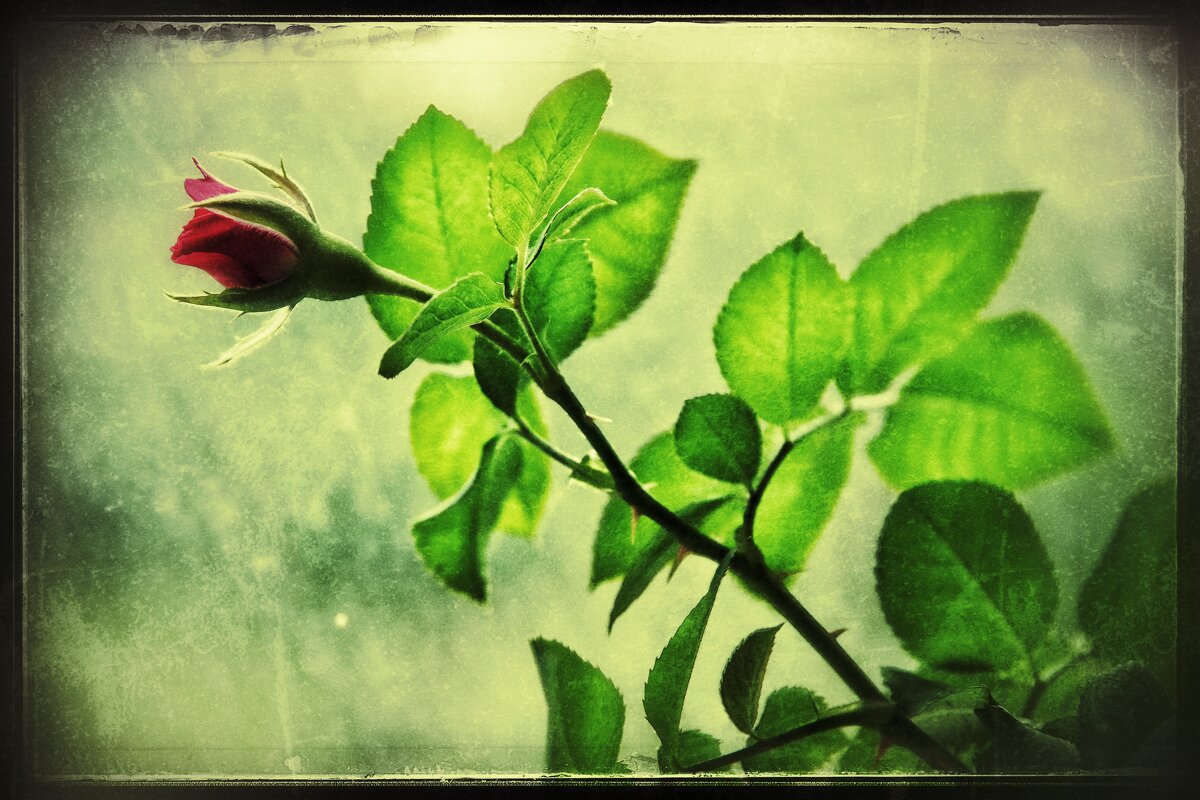 ... бутон... - Руслан 