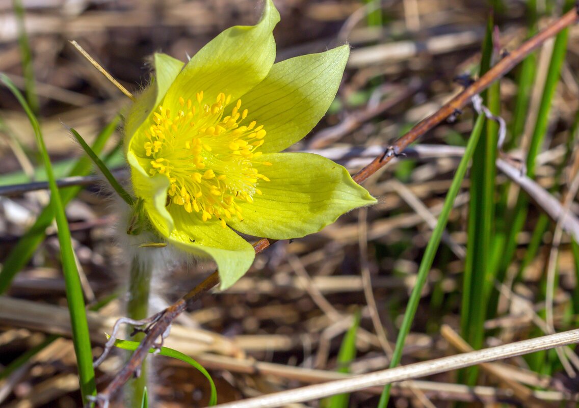 Подснежник (сон-трава). - Алексей Трухин