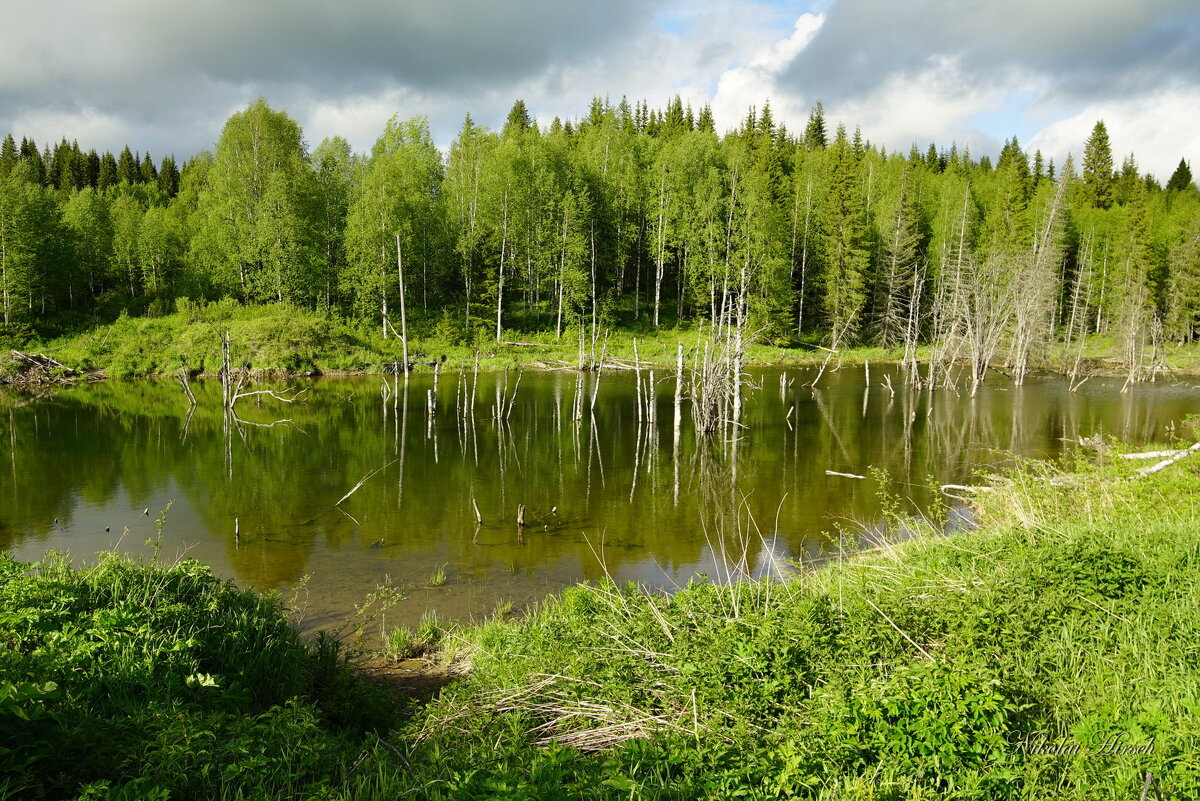 Лесная лужа... - Николай Гирш Лесная лужа... - Николай Гирш