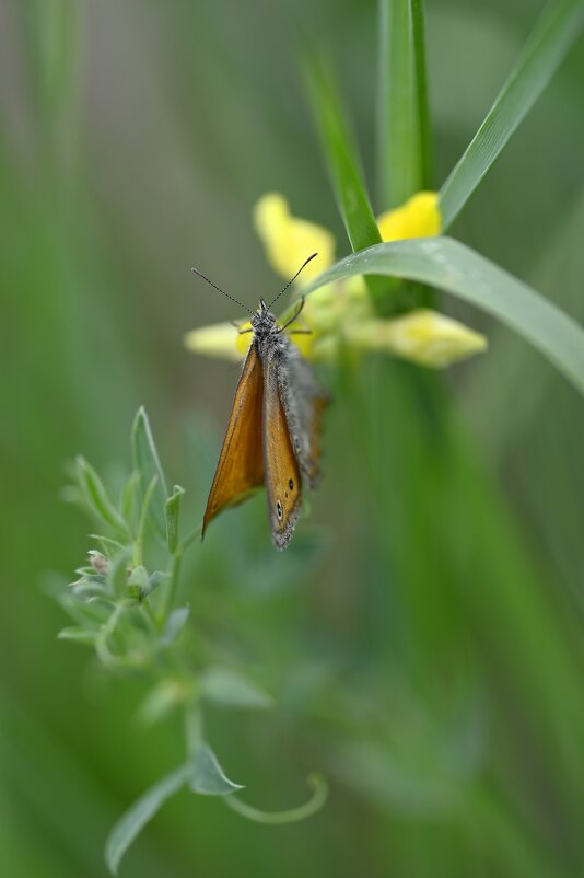 Сенница луговая - Ольга 