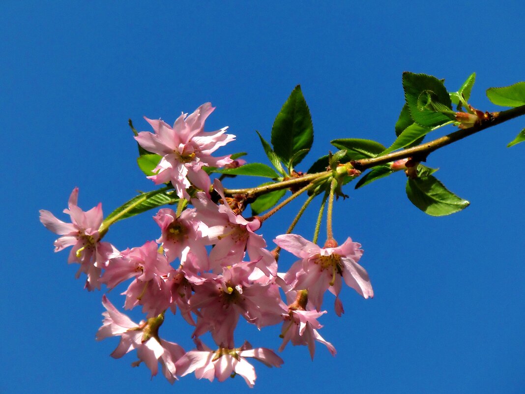 Весеннее цветение - Роман Савоцкий