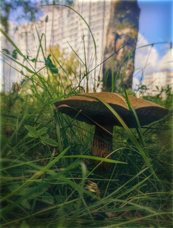 Городские грибы - AZ east3