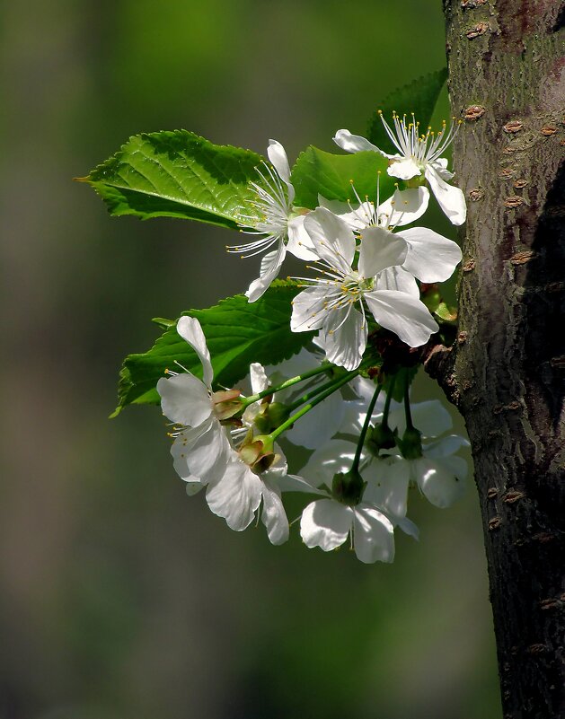 Весеннее цветение - Роман Савоцкий Весеннее цветение - Роман Савоцкий