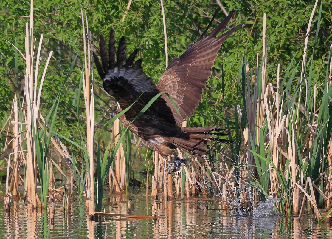Поймавший... - Владилен Панченко