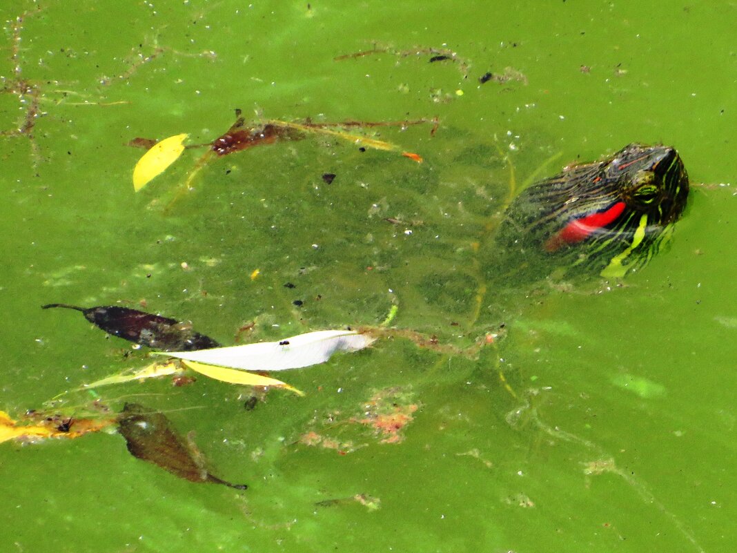 Выглядывает из воды - Андрей Снегерёв