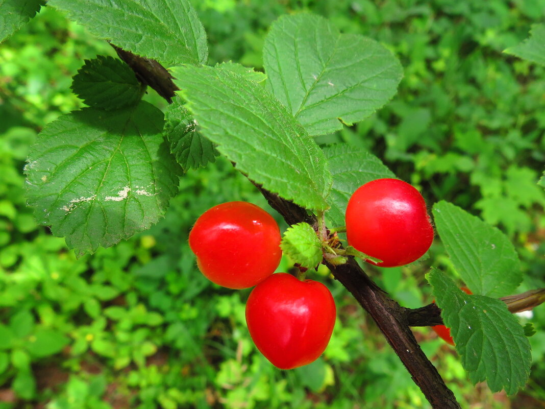 Войлочная вишня - Андрей Снегерёв