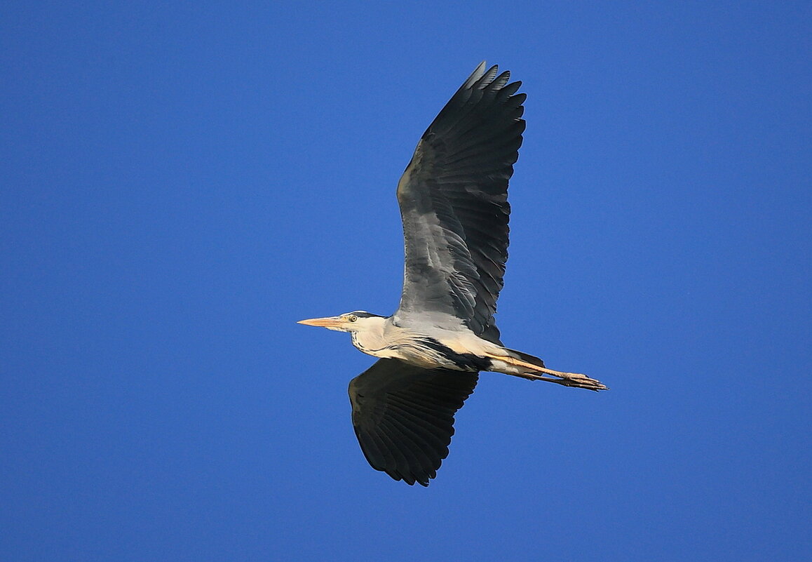 *** - Владилен Панченко