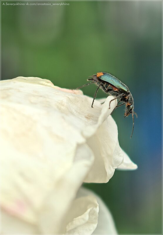 Любопытный жук - Анастасия Северюхина
