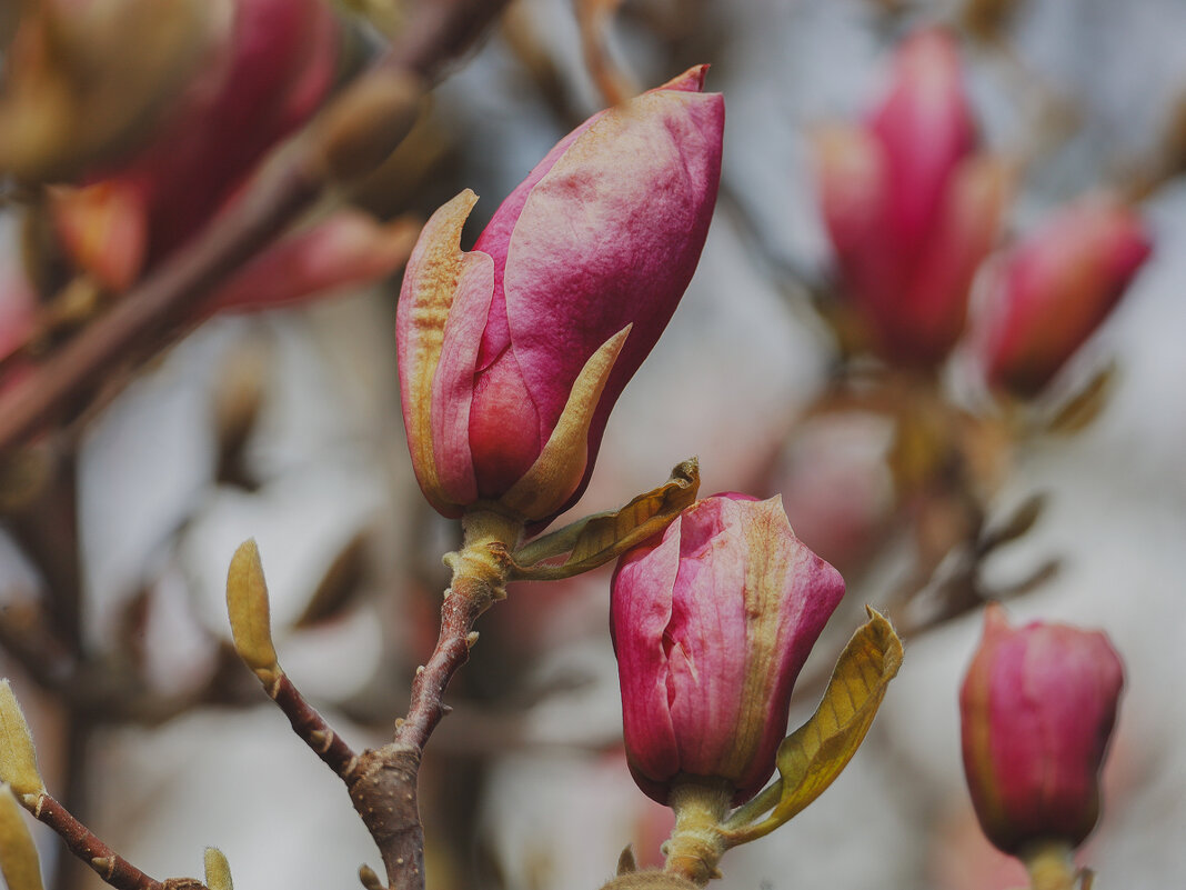 Магнолия - Yana Ryz