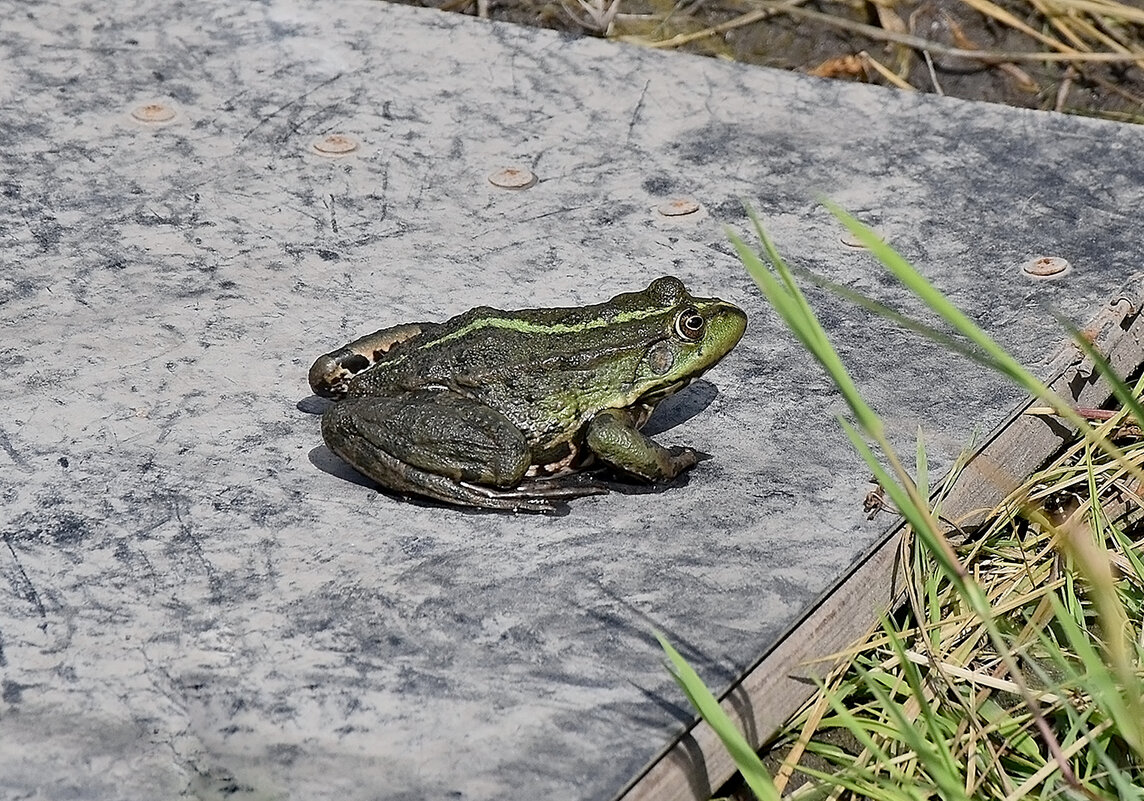 В ожидании прЫнца! - Валентина  Нефёдова 