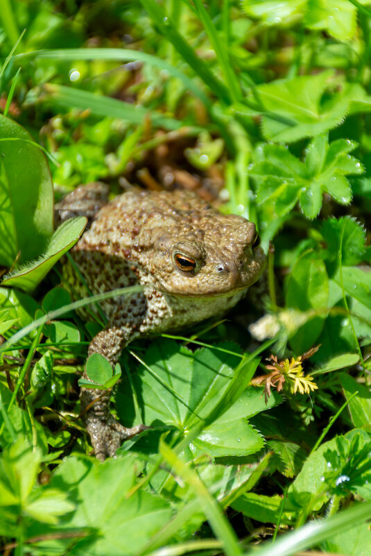 Жаба - Владимир VS