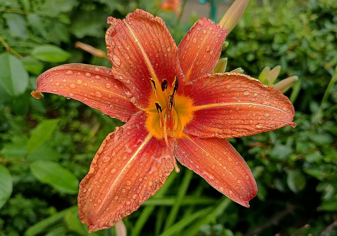 Под дождём! - Валентина  Нефёдова 