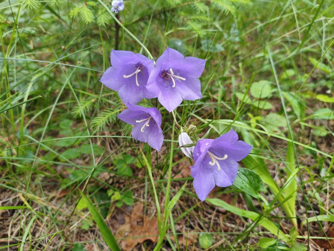 Колокольчик персиколистный (Campanula persicifolia) - Денис Бочкарёв