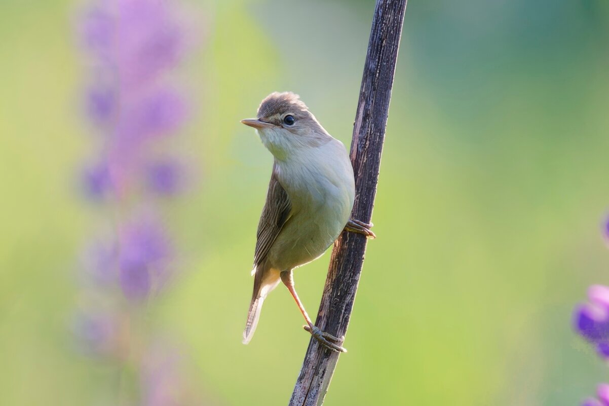 Болотная камышовка - Николай Соколухин Болотная камышовка - Николай Соколухин