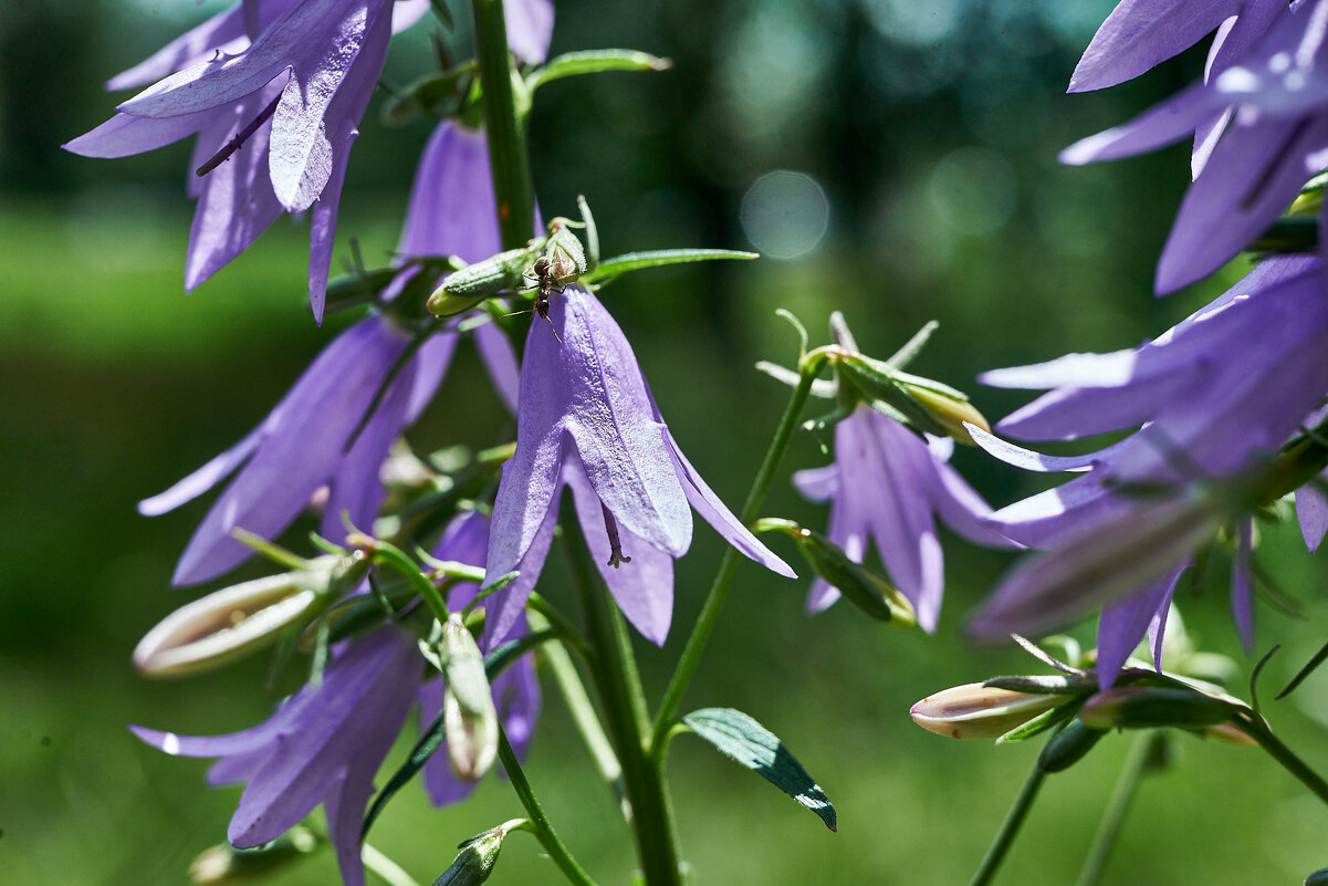 колокольчики - Александр Леонов