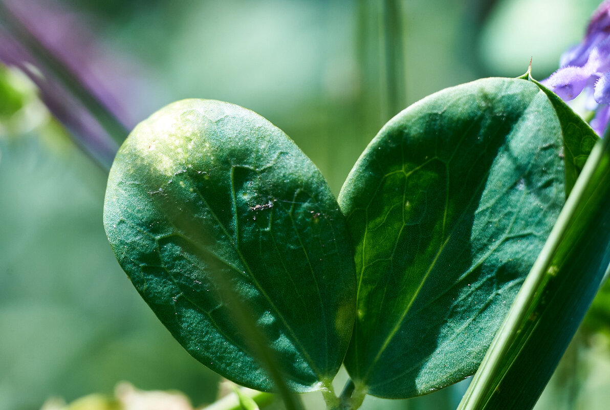 листики напоминают сердце - Александр Леонов