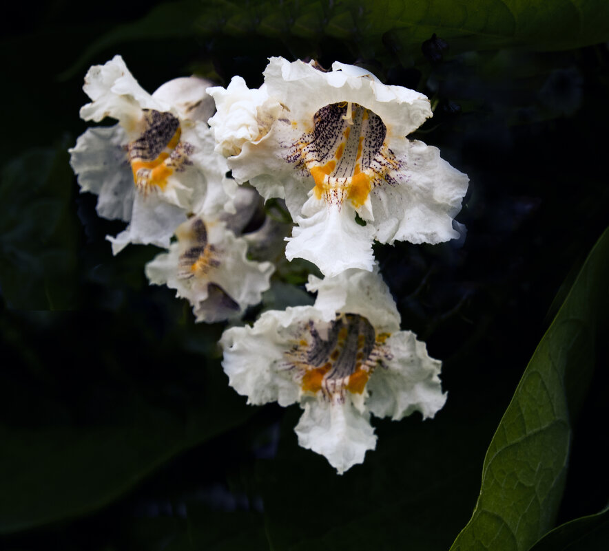 Катальпа цветёт - Евгений 