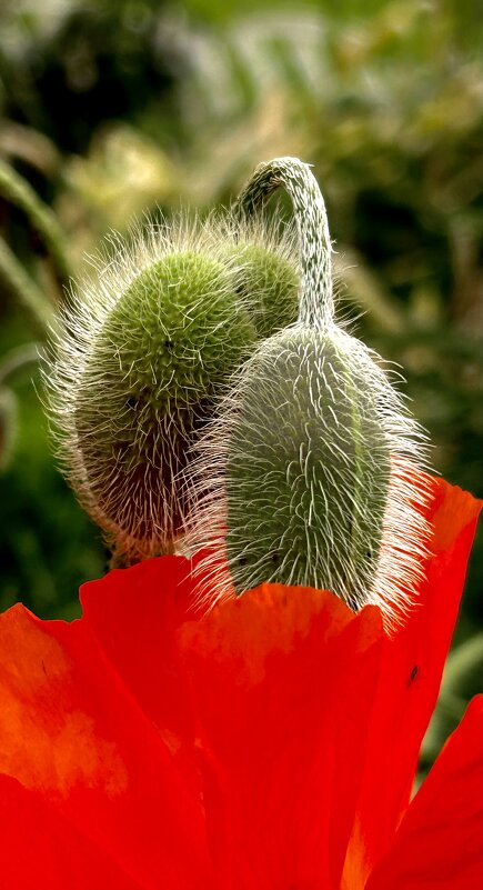 Алые маки - VADIM *****