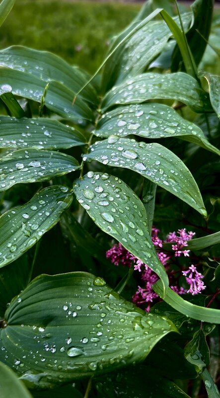 После дождя… - VADIM *****