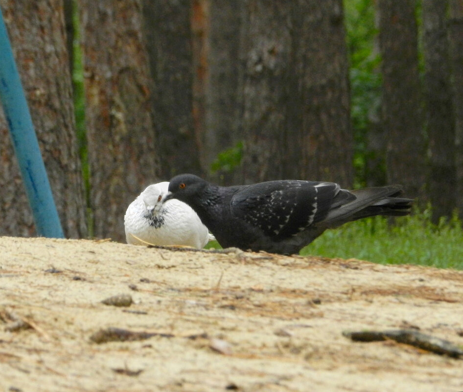 черно белый - Лера 
