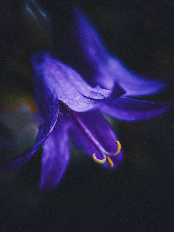 Цветочная нежность - Анна Пигулевская