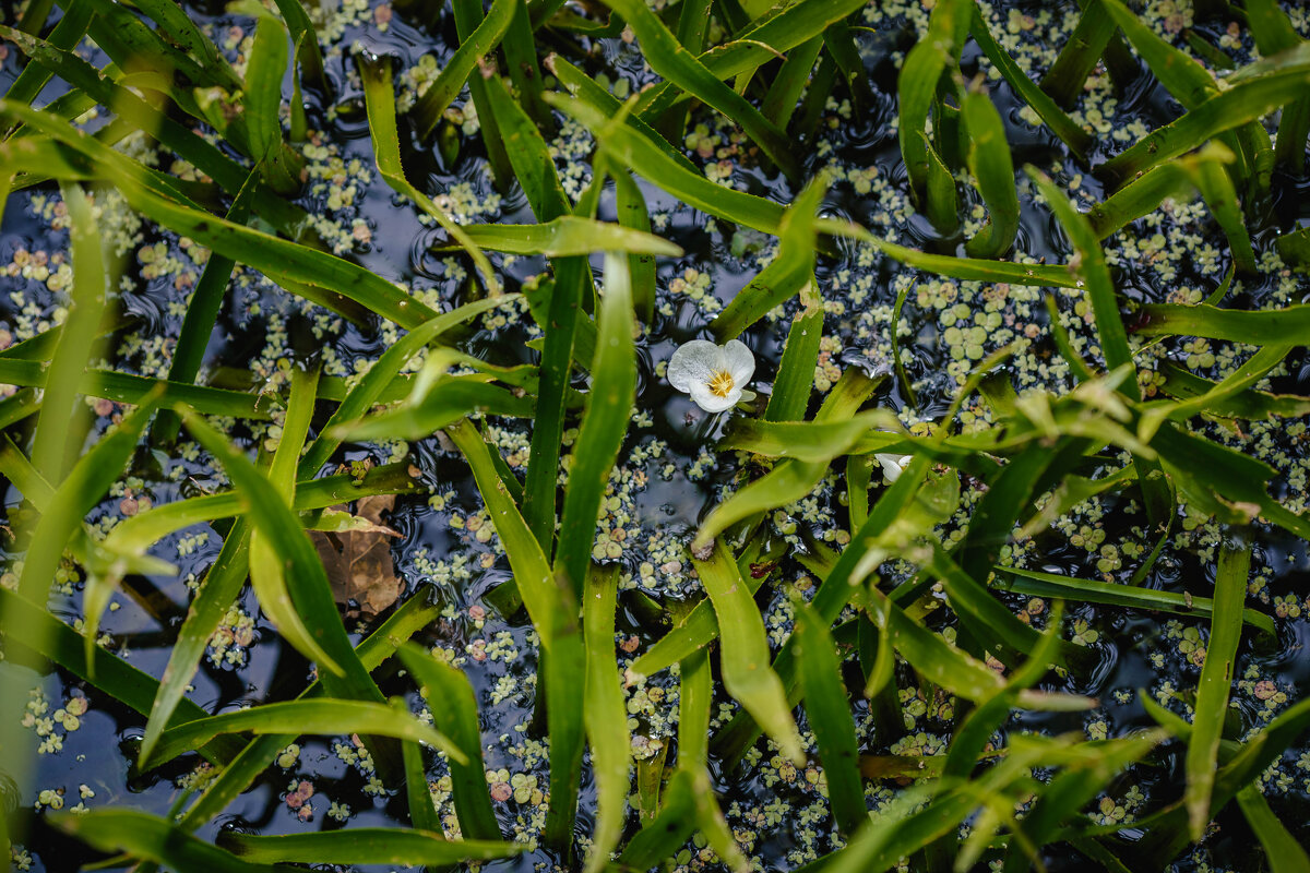 Очарование - Вячеслав Владимирович Очарование - Вячеслав Владимирович