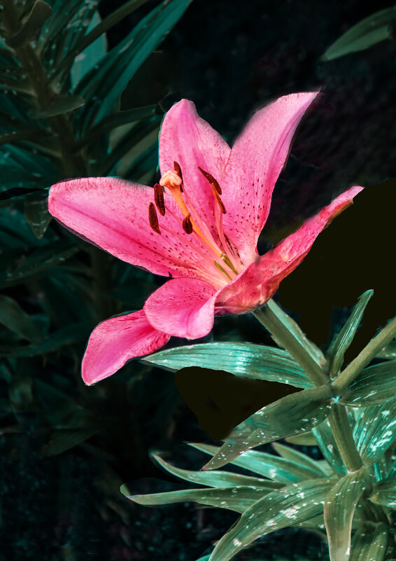 Лилия в СМ - Евгений 