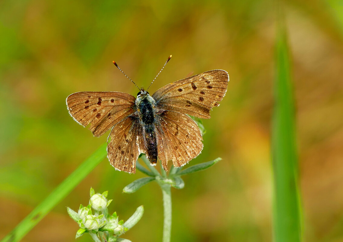 и снова бабочки 21 - Александр Прокудин
