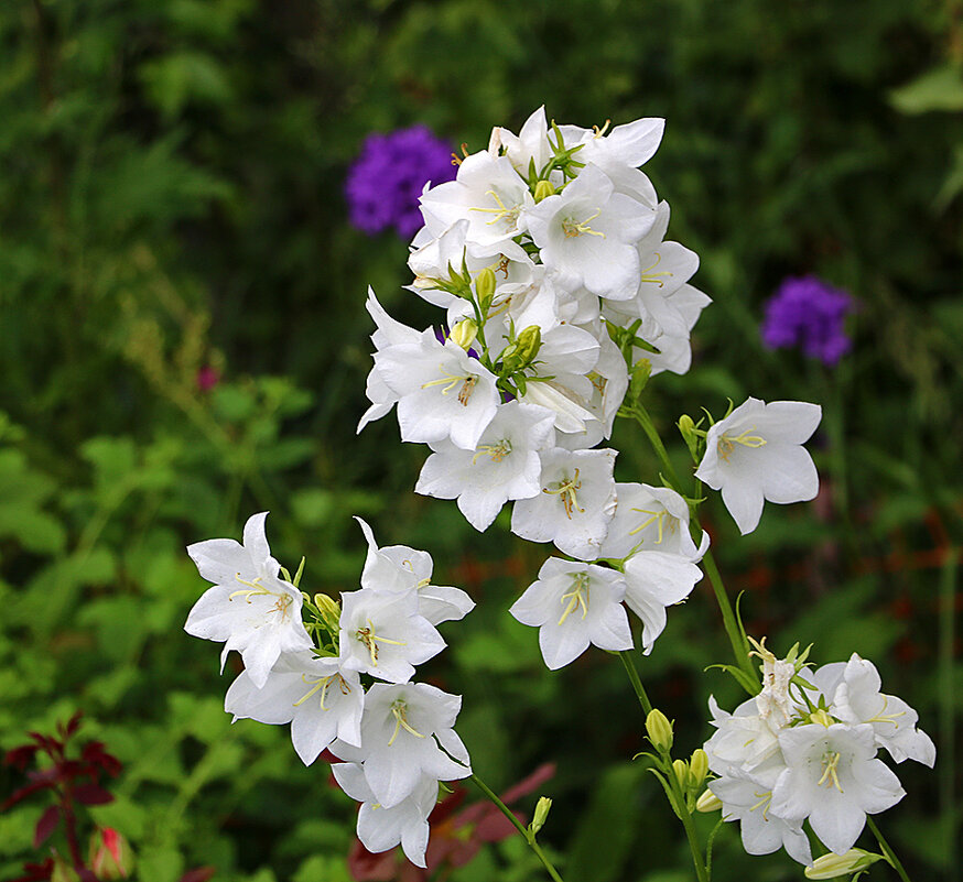 Кампанулка - Светлана 