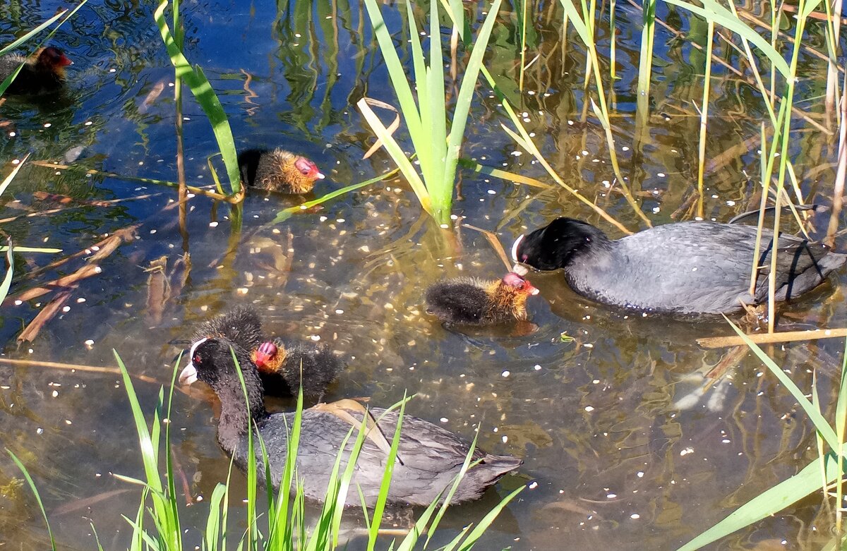 Лысухи - Сапсан 