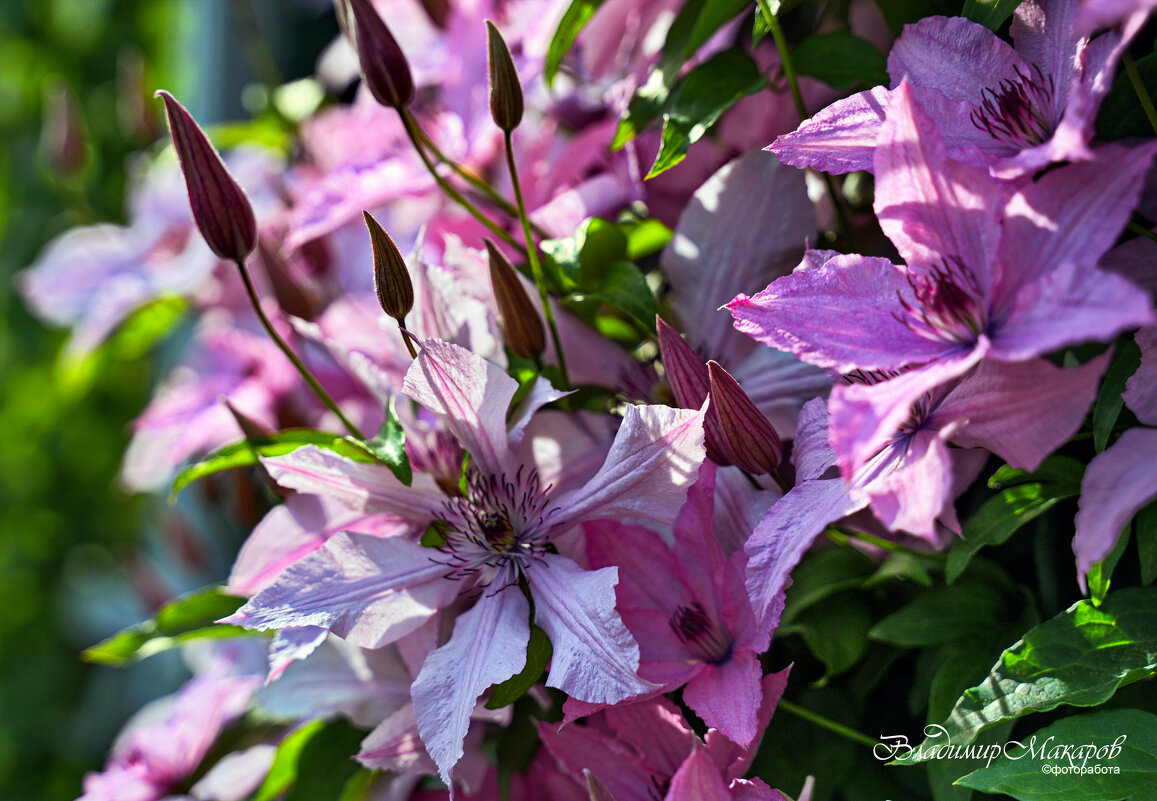 "Освещенные солнцем. Клематисы"© - Владимир Макаров