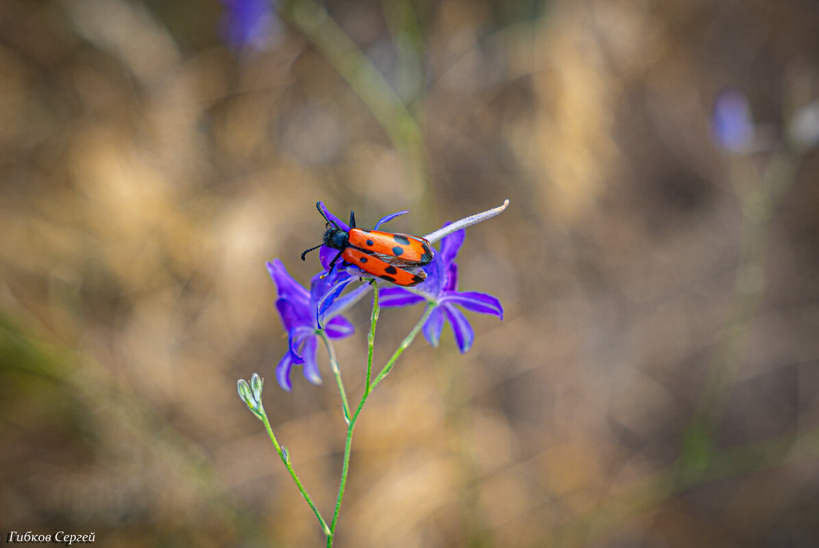 Жук - Сергей Гибков