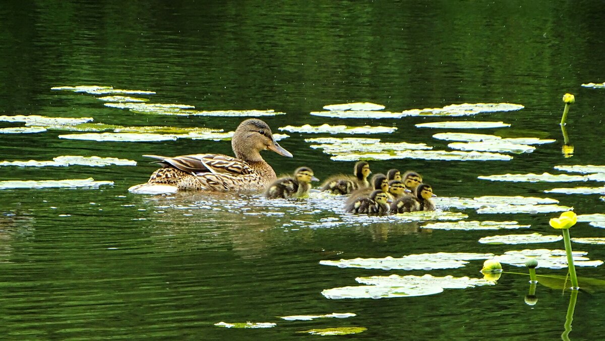 Кряква с выводком. - Милешкин Владимир Алексеевич 