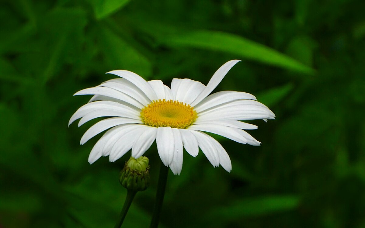 Какое лето без ромашек! - Милешкин Владимир Алексеевич 