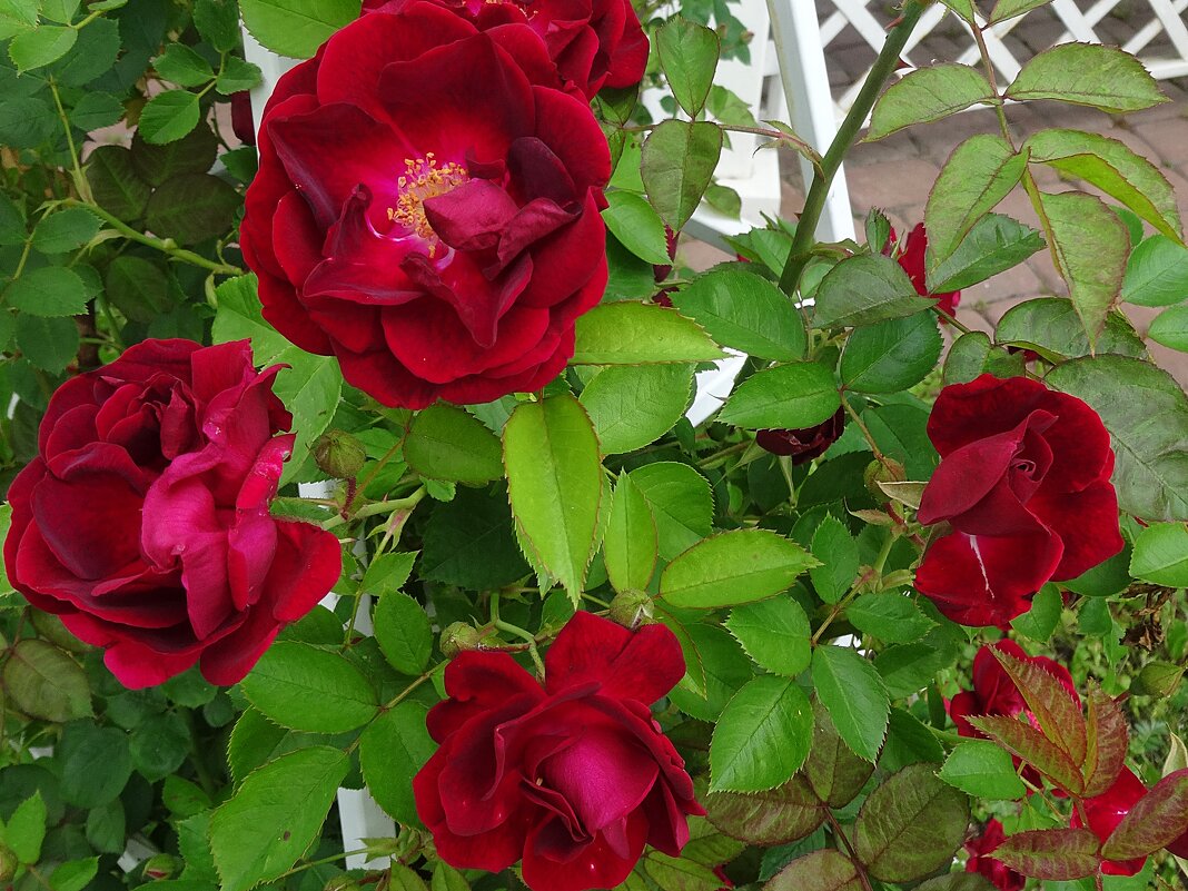 Яркие розы - Лидия Бусурина Яркие розы - Лидия Бусурина