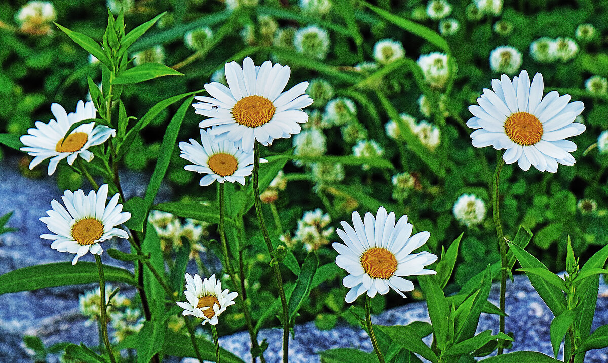 Июнь...Ромашки среди цветков белого клевера! - Владимир 