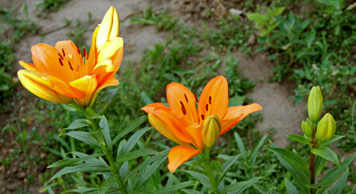 Лилии в саду. - сергей ермошкин